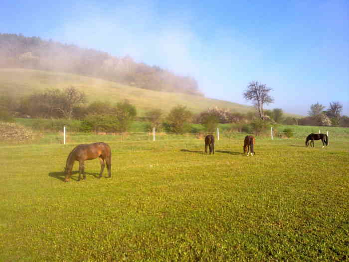 Ustajnenie koní neďaleko mesta Prešov